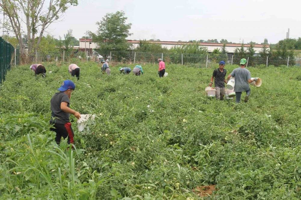 Kavurucu sıcakta domates hasadı