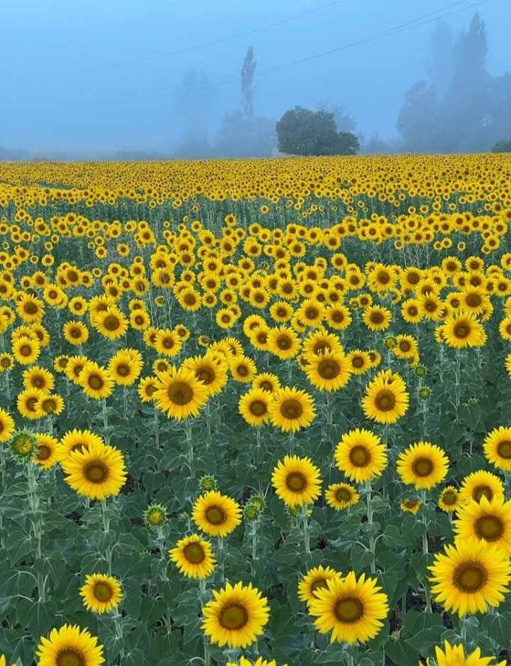 Ayçiçeği tarlalarından görsel şölen