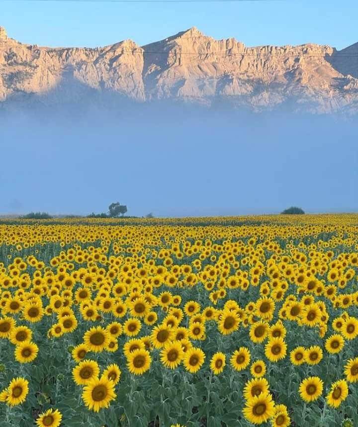 Ayçiçeği tarlalarından görsel şölen