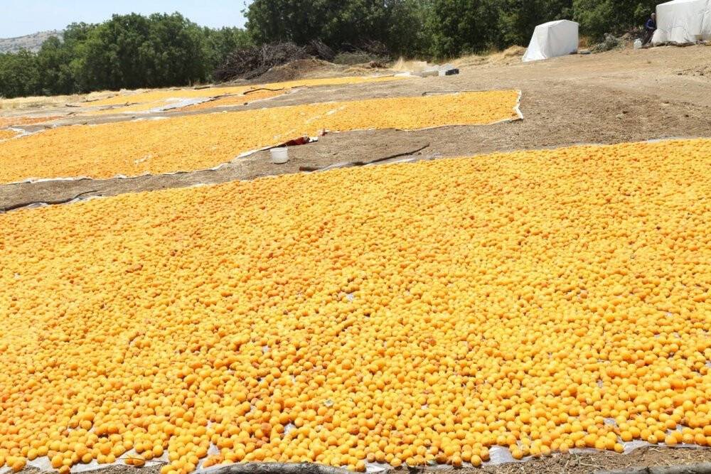 Kayısı hasadı devam ediyor