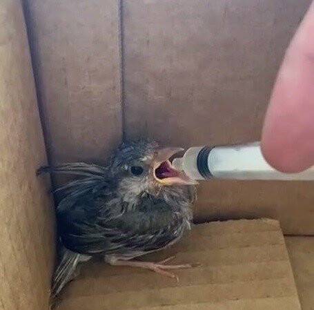 Minik serçe şefkatli ellerde