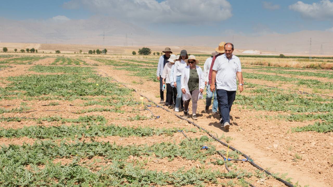 selcuk-universitesi-karpuz-ve-kavun-uretimi-4.jpg