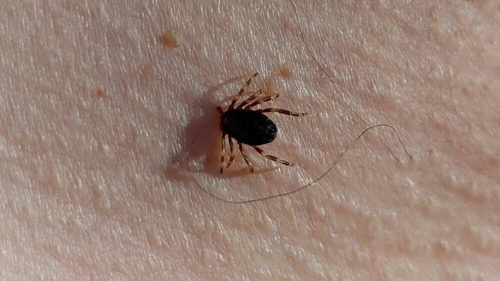 Doğu Karadeniz’de kene vakalarında düşüş