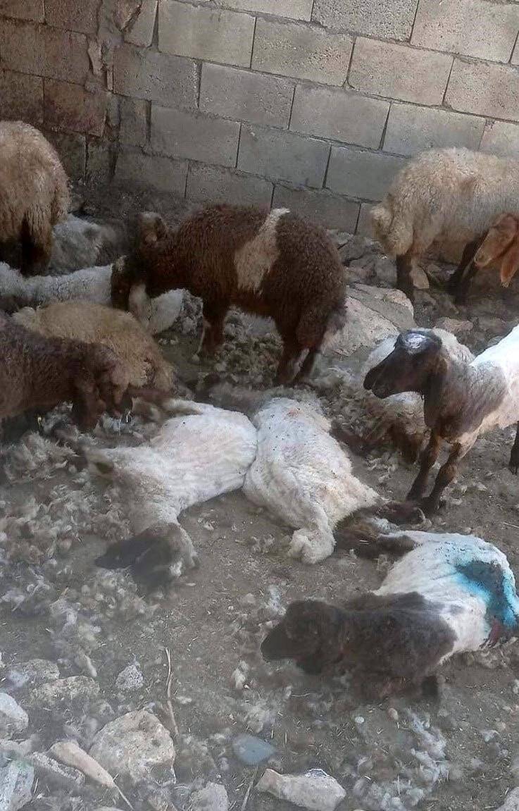 Besni’de kurt saldırısı: 26 koyun telef oldu