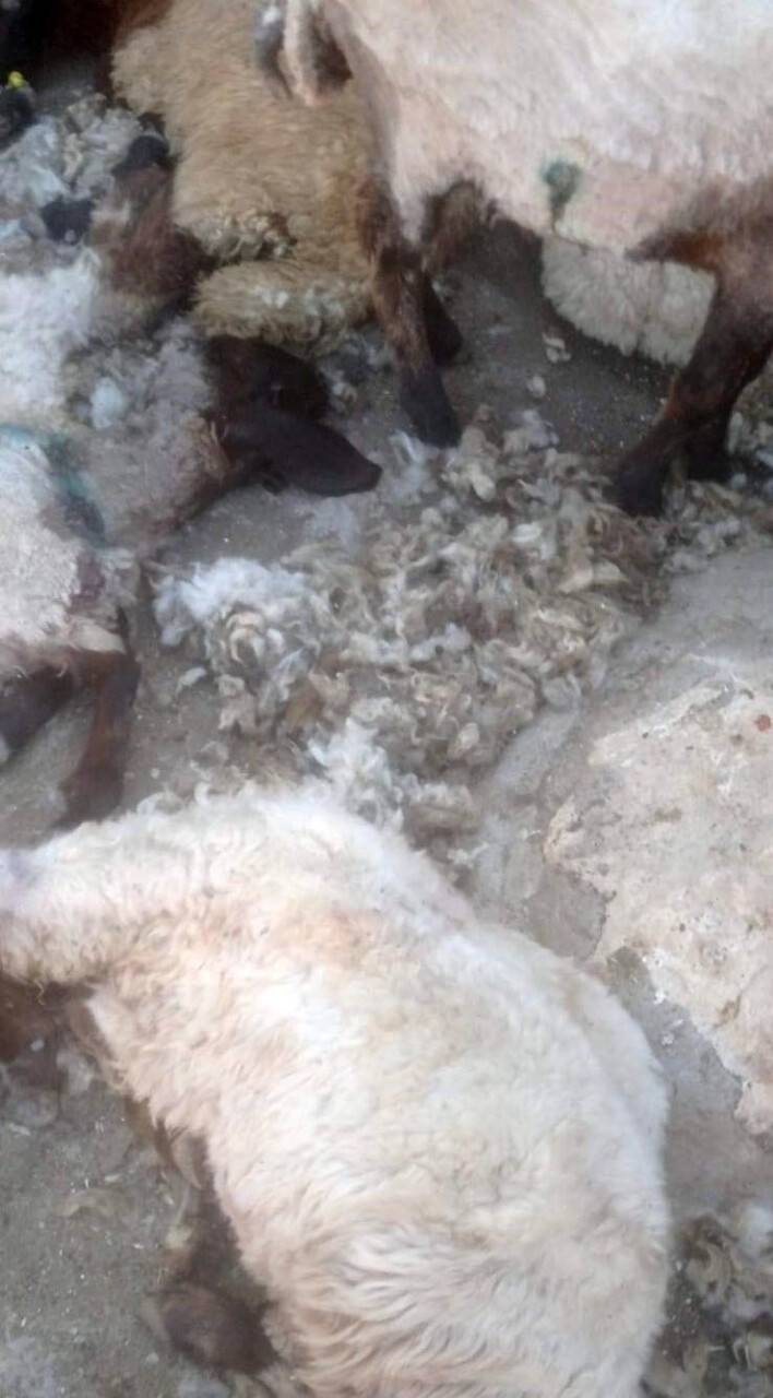 Besni’de kurt saldırısı: 26 koyun telef oldu