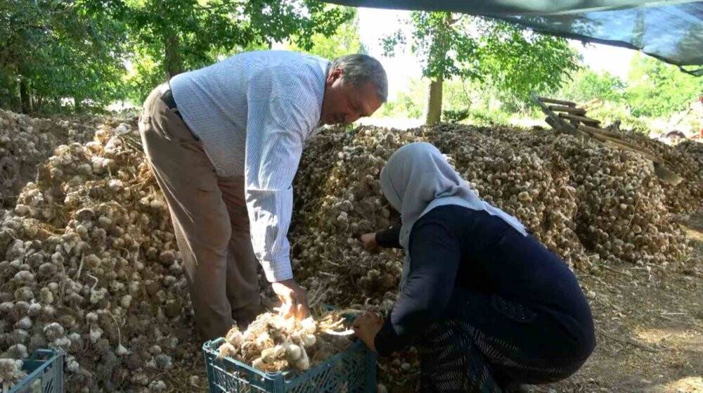 Yurt dışına ihraç edilen organik sarımsağı susuzluk vurdu