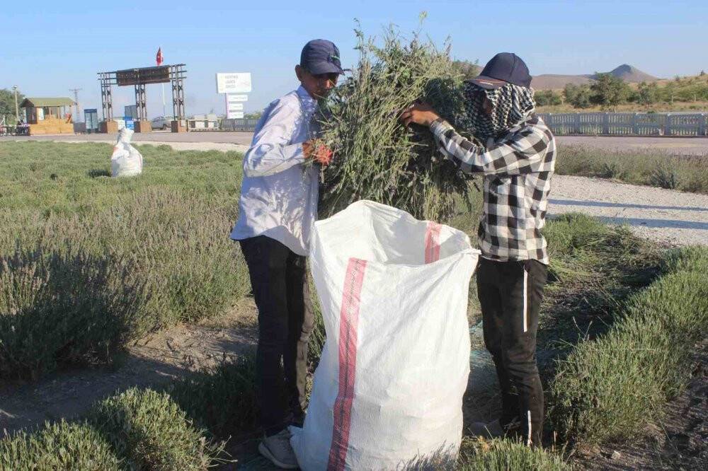 Krapınar'da mor hasat başladı