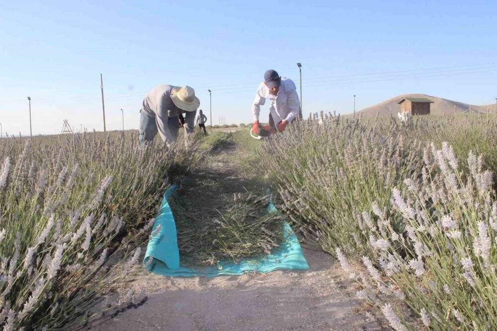 Krapınar'da mor hasat başladı