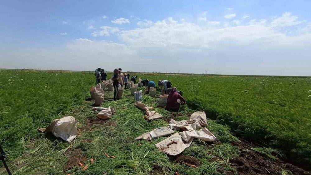 40 derece güneşin altında topraktan rızıklarını biçiyorlar