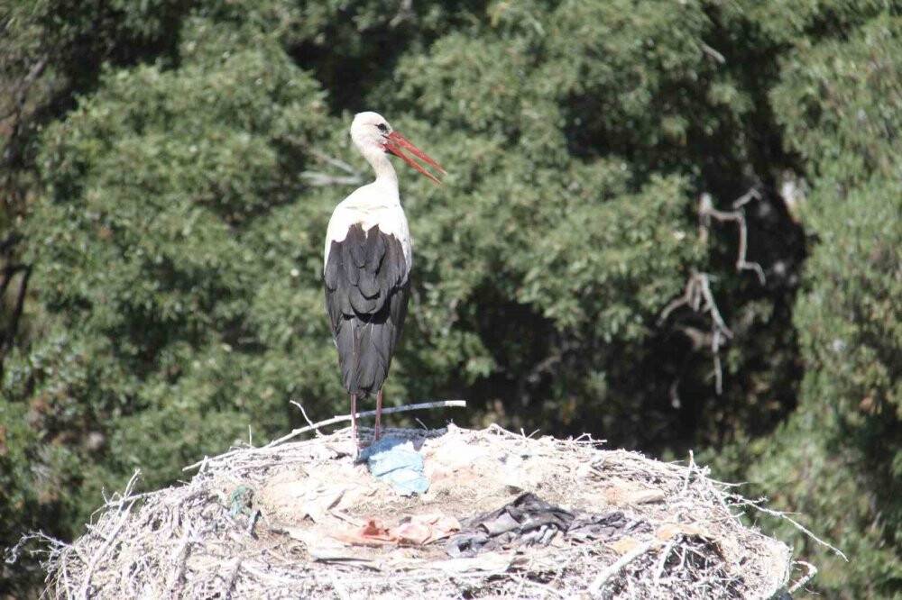 Sıcaklar büyük göçe hazırlanan Beyşehir'in leyleklerini de etkiledi
