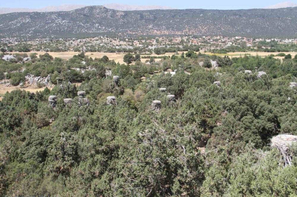 Sıcaklar büyük göçe hazırlanan Beyşehir'in leyleklerini de etkiledi