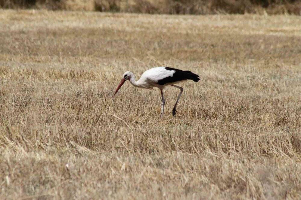 Sıcaklar büyük göçe hazırlanan Beyşehir'in leyleklerini de etkiledi