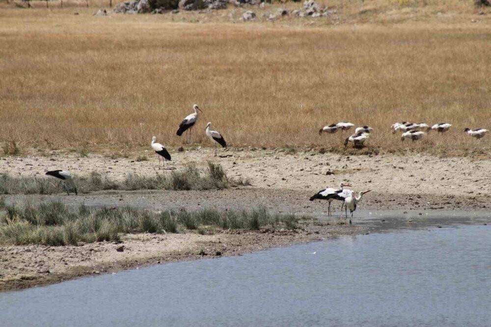 Sıcaklar büyük göçe hazırlanan Beyşehir'in leyleklerini de etkiledi