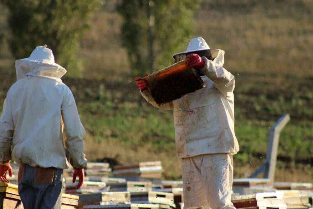 Son yıllarda bal rekoltesinde düşüş yaşanıyor