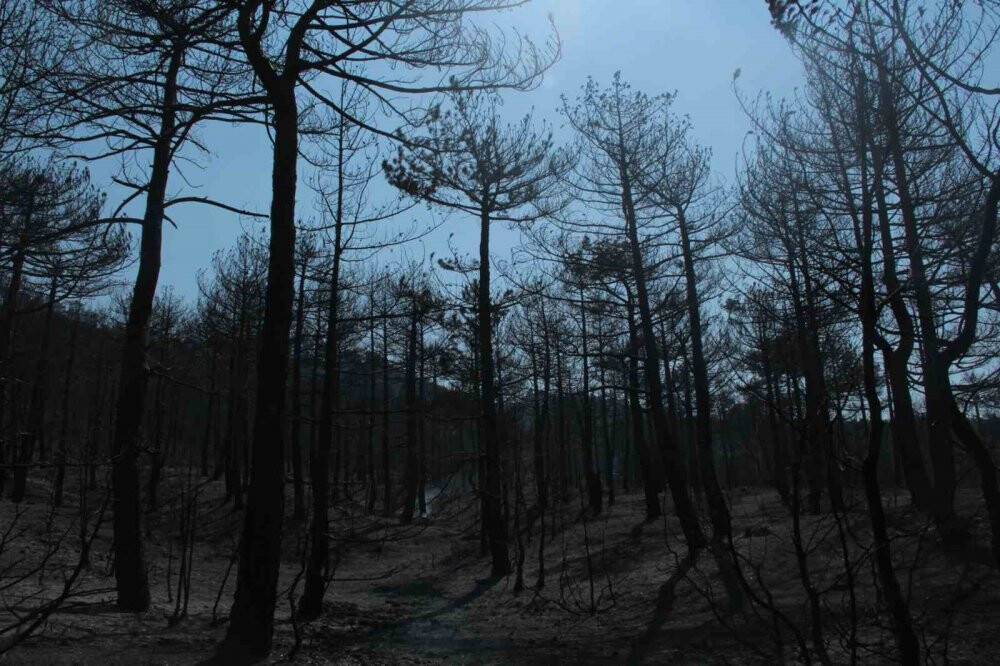 Eskişehir'deki orman yangınına Konya'dan destek