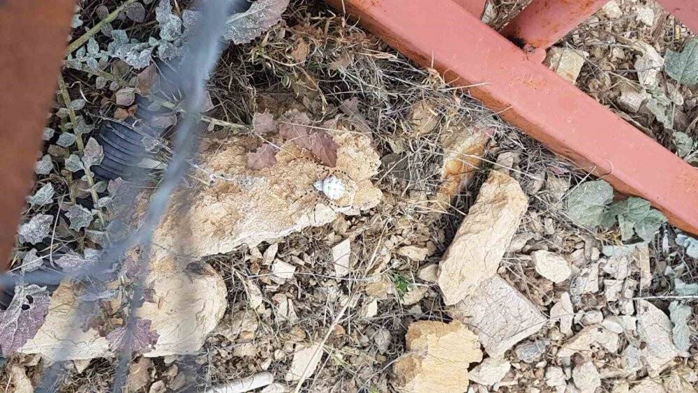Dünyanın en zehirlilerinden,  Malatya’da görüldü