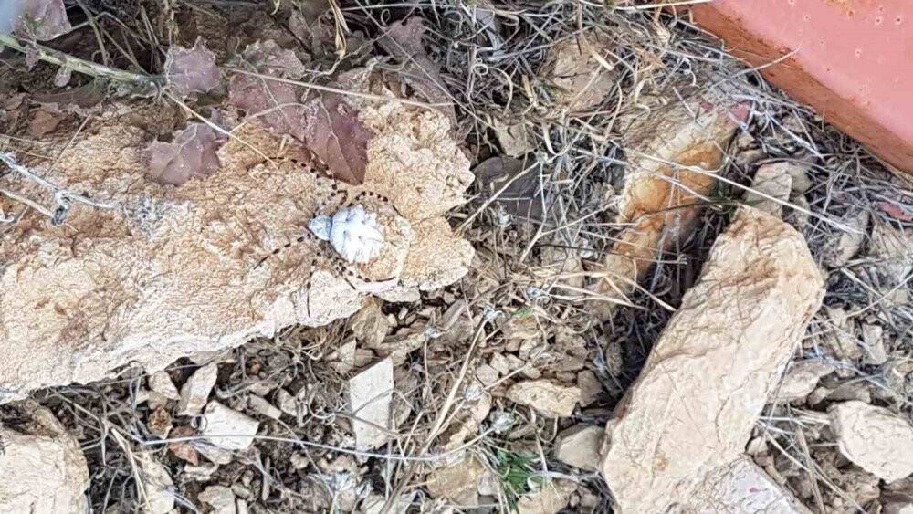 Dünyanın en zehirlilerinden,  Malatya’da görüldü