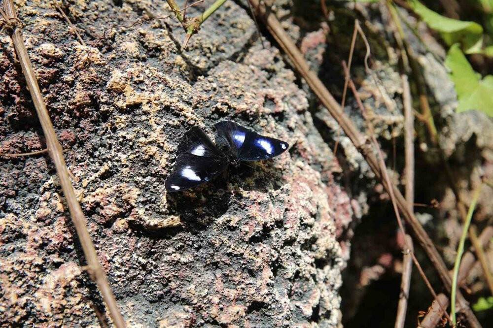 Konya'nın en ilginç bahçesi kendi rekorunu kırdı