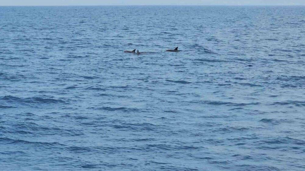 Yunus balıklarının dansı: İzleyenlerin yüzünü güldürdü