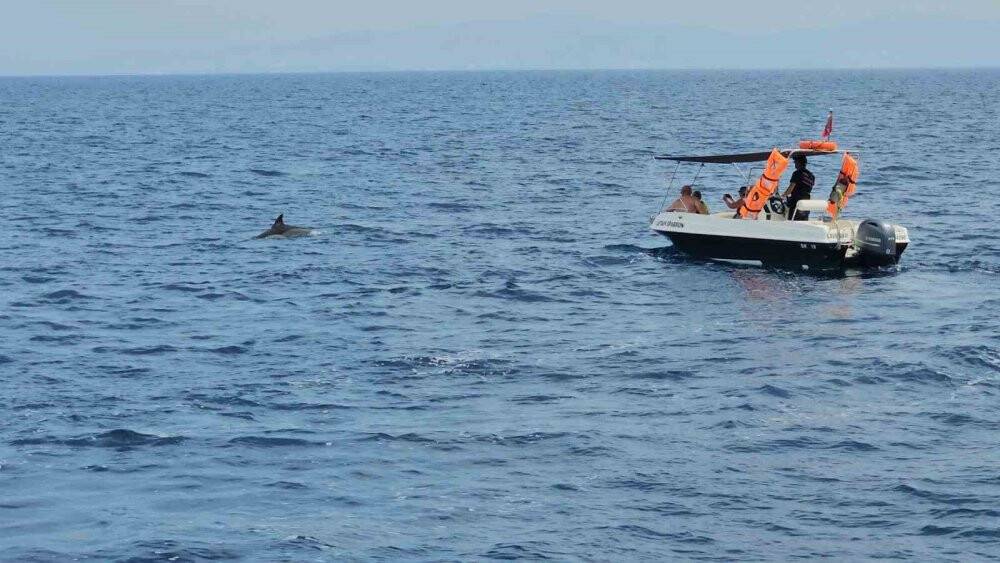 Yunus balıklarının dansı: İzleyenlerin yüzünü güldürdü