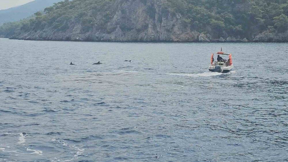 Yunus balıklarının dansı: İzleyenlerin yüzünü güldürdü
