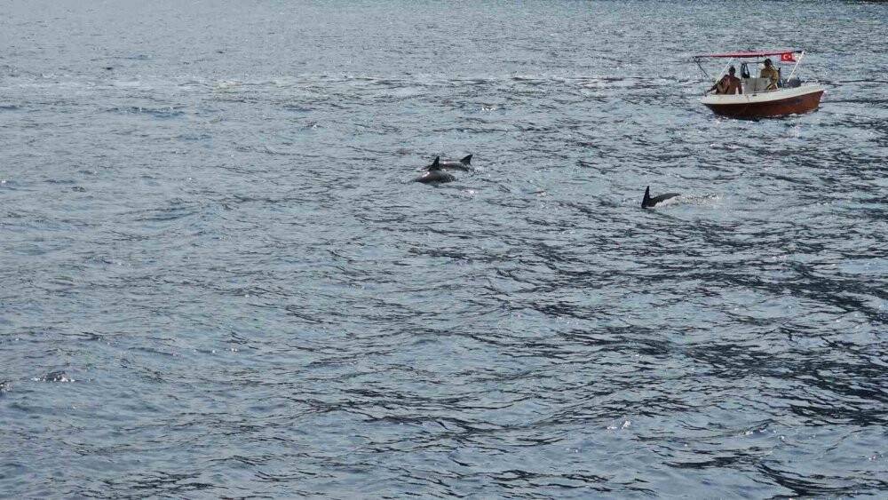 Yunus balıklarının dansı: İzleyenlerin yüzünü güldürdü