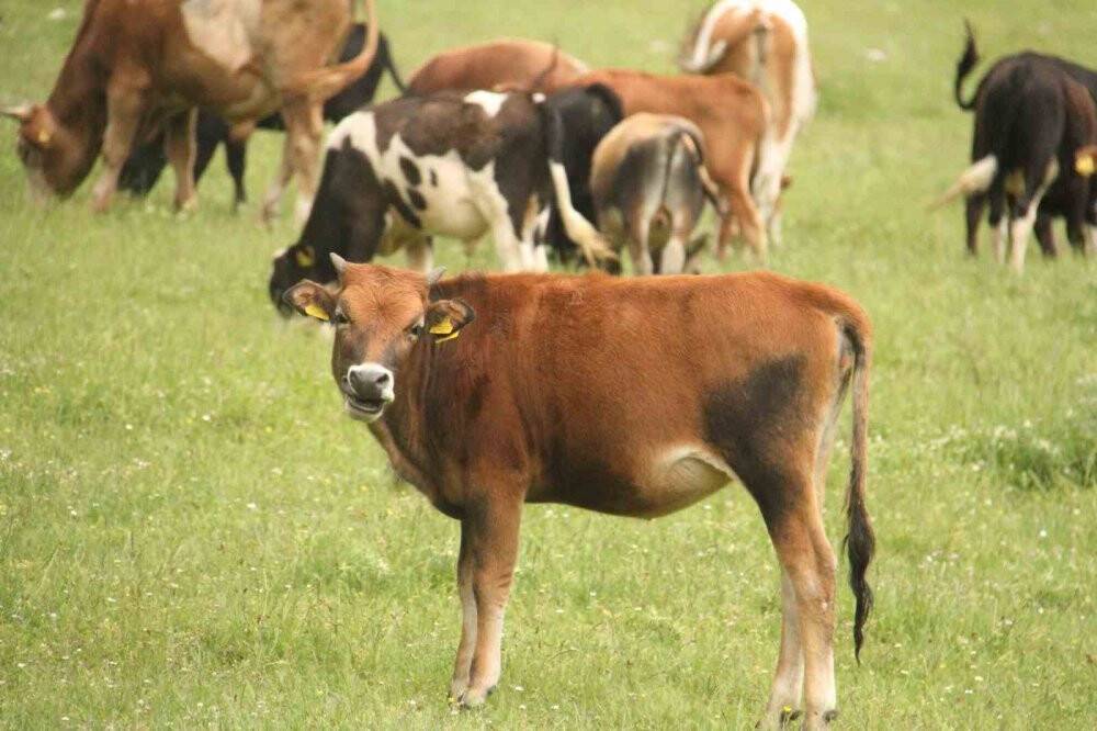 1 Eylül'de başladı: Beyşehir’deki tüm büyükbaşlarda tabi tutulacak