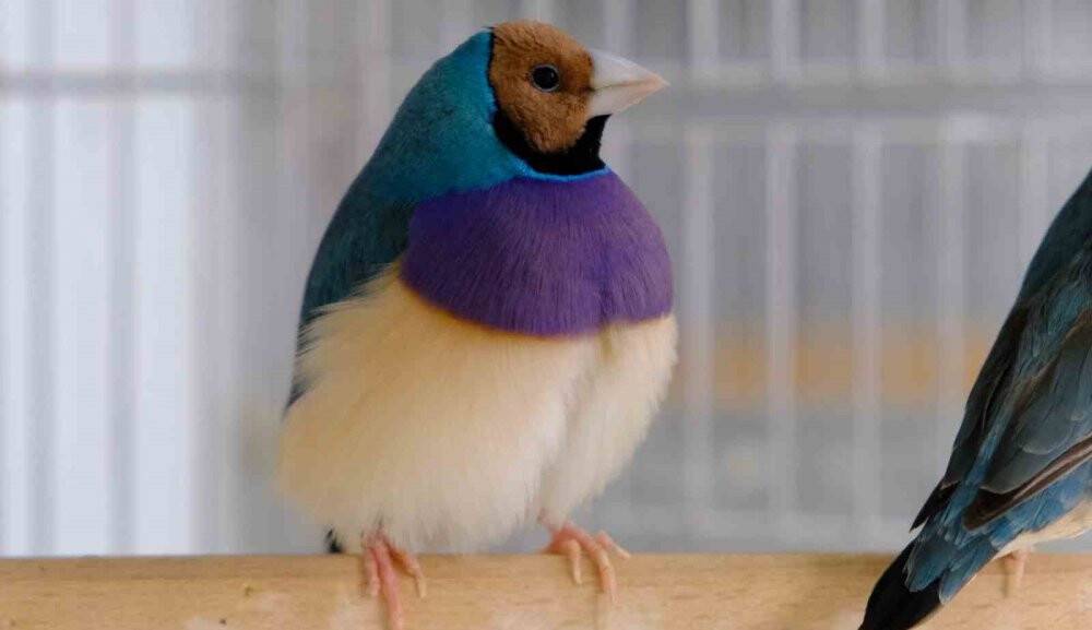 Egzotik kuşların belgeselleri aratmayan o görüntüleri