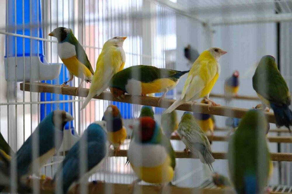 Egzotik kuşların belgeselleri aratmayan o görüntüleri