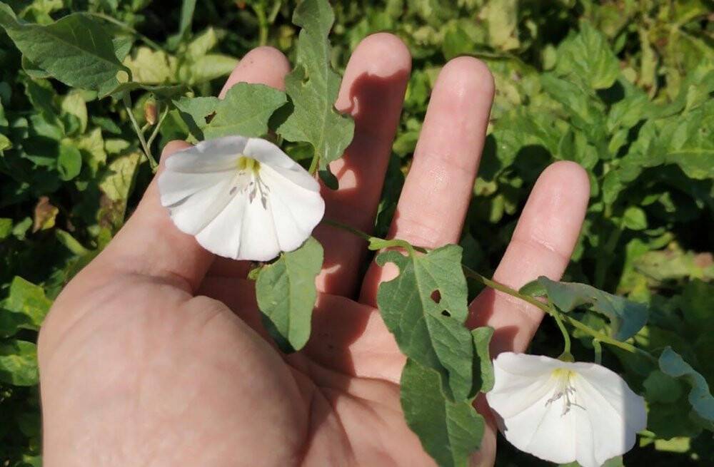 Konya'da çiftçiler ürün zararlılarına karşı uyarılıyor
