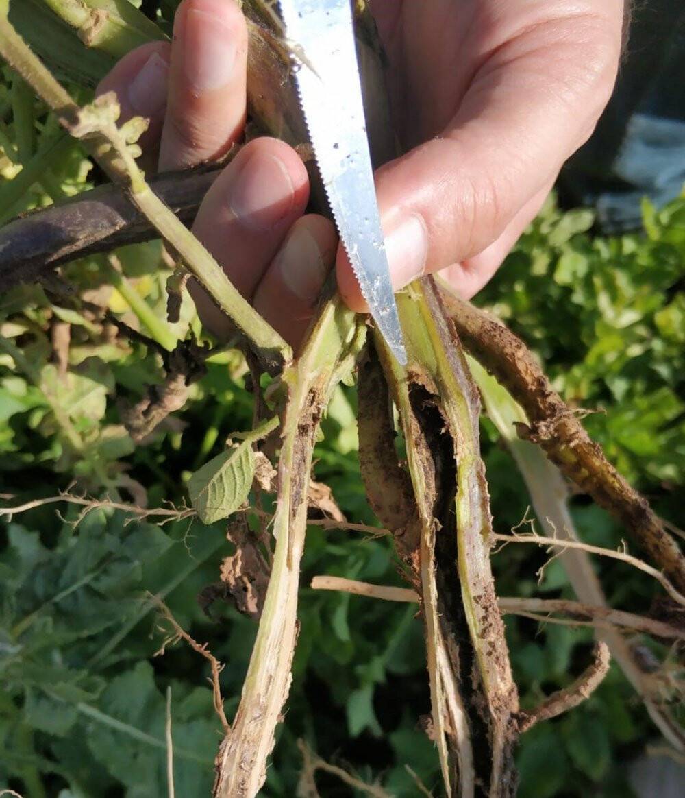 Konya'da çiftçiler ürün zararlılarına karşı uyarılıyor