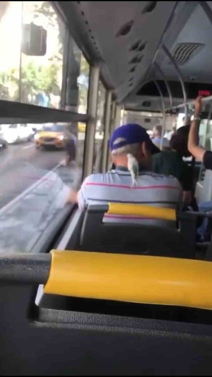 Ensesine konan muhabbet kuşuyla seyahat etti