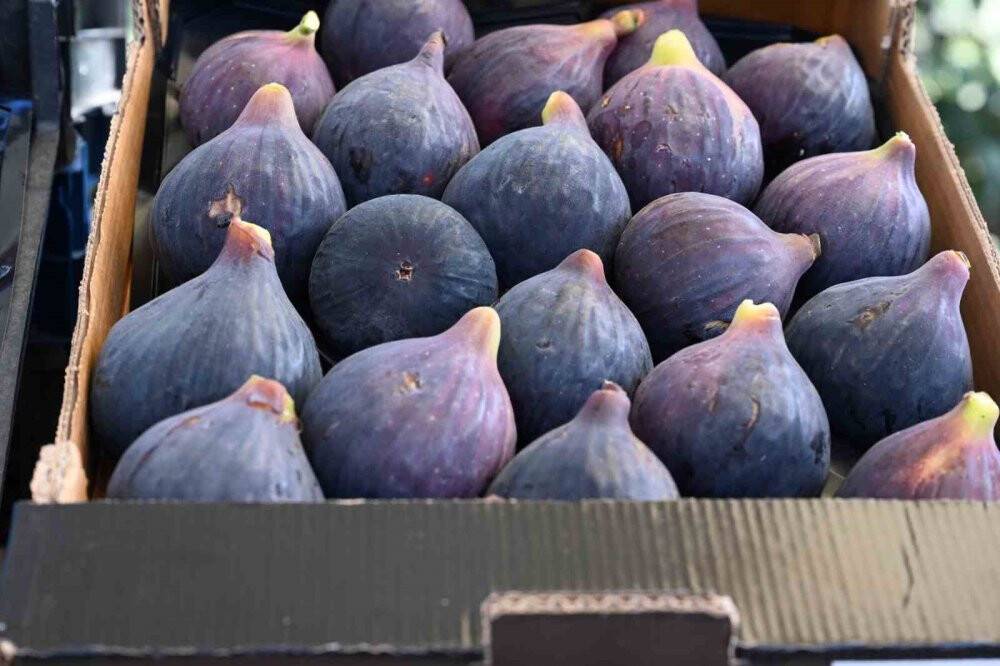’Siyah inci’de hasat başladı
