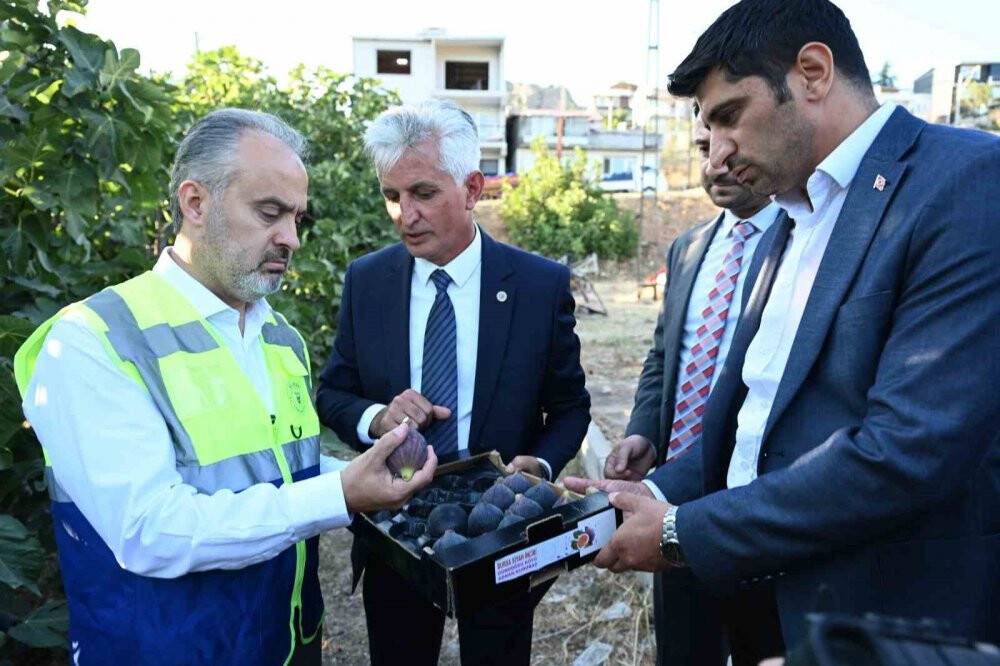 ’Siyah inci’de hasat başladı