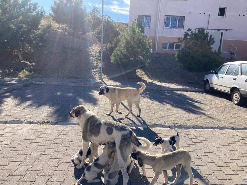 TOKİ site yöneticisi topladığı aidatlarla birlikte ortalıktan kayboldu