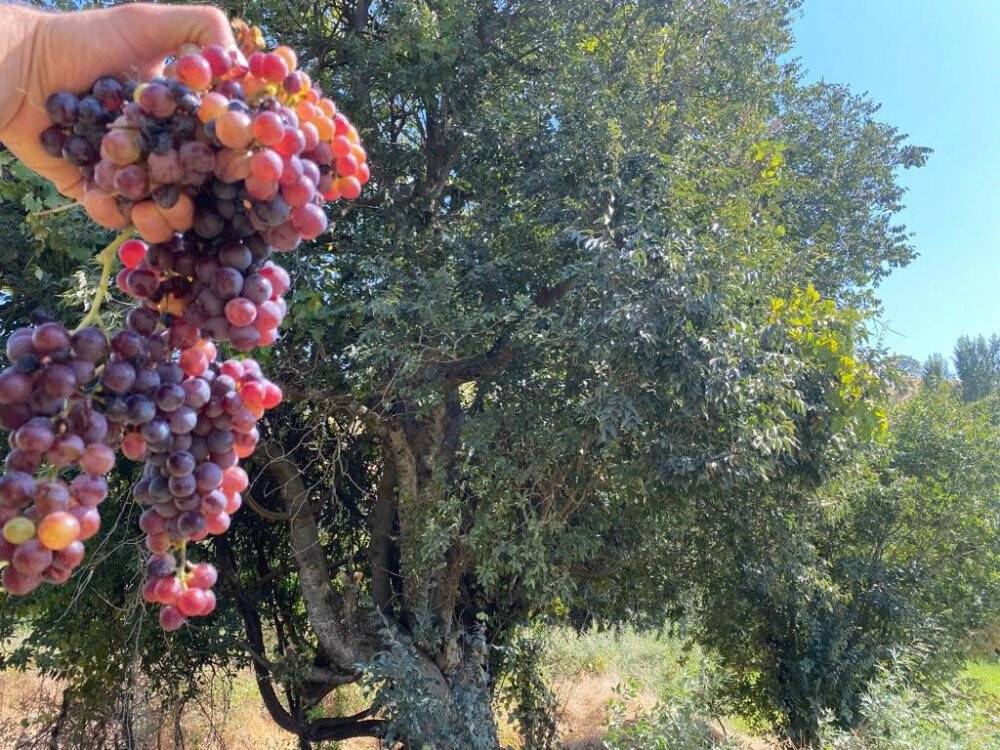 Asırlık ağaç herkesin dikkatini çekiyor: Yıllardır verimi hiç eksilmedi