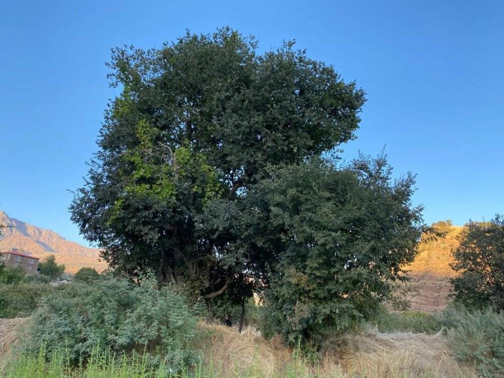 Asırlık ağaç herkesin dikkatini çekiyor: Yıllardır verimi hiç eksilmedi