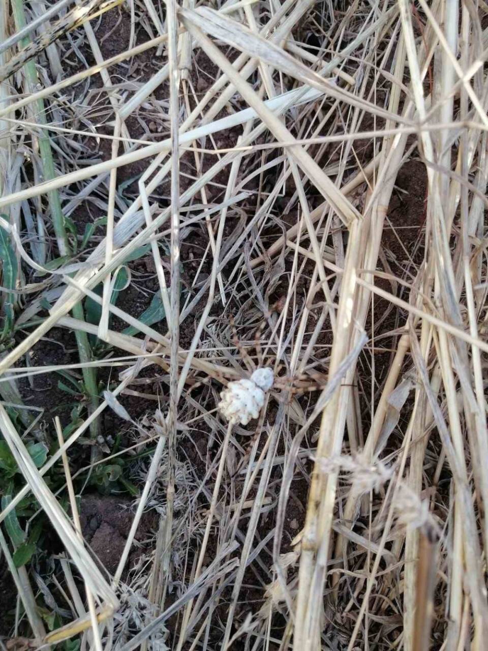 Dünyanın en zehirlisiydi: Bu kez Sivas'ta görüldü'