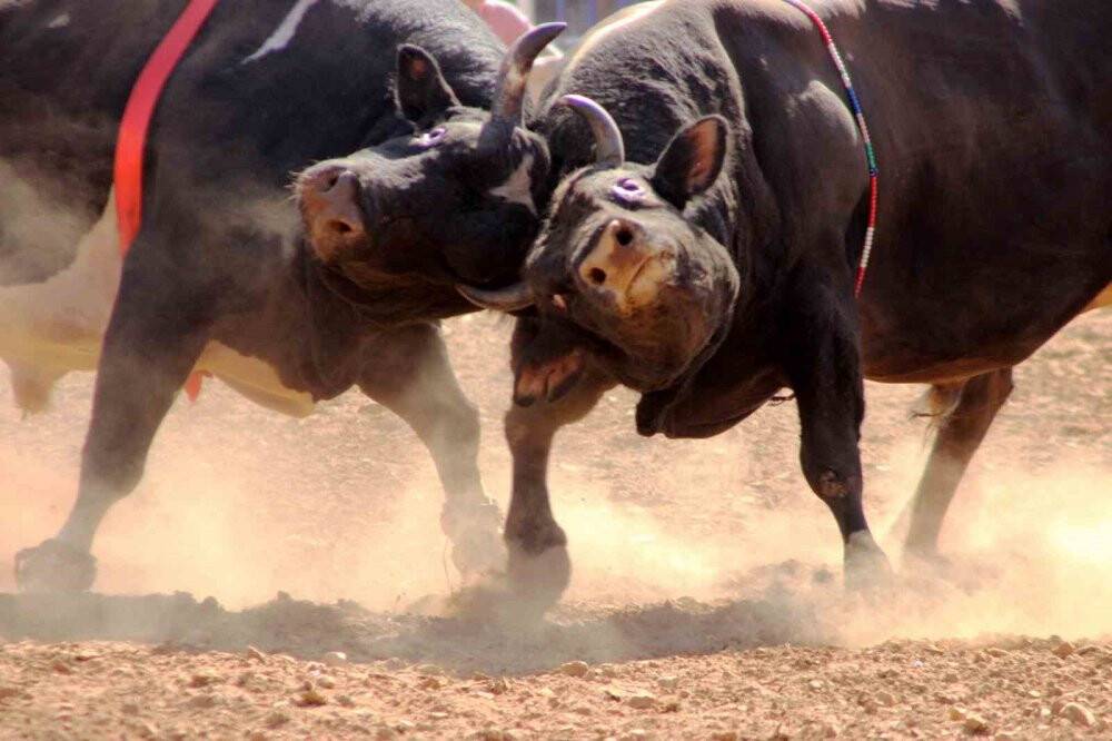 Burası İspanya değil! Tozu dumana kattılar