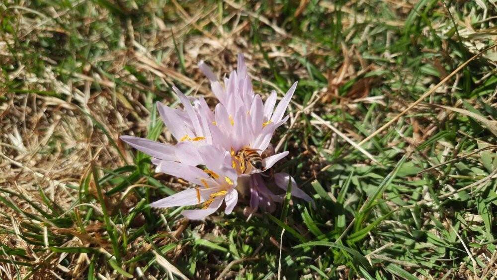 2 bin 500 metreden bal topladılar