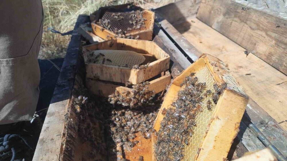 2 bin 500 metreden bal topladılar