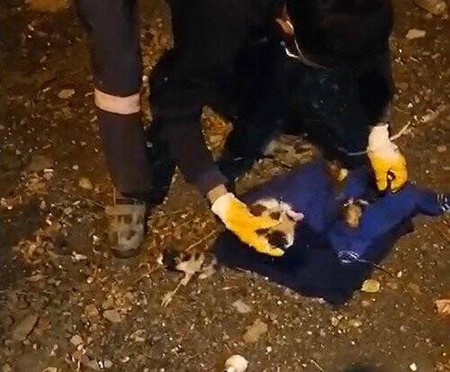 Canlı canlı çöpe atılmışlar! Belediye ekipleri buldu