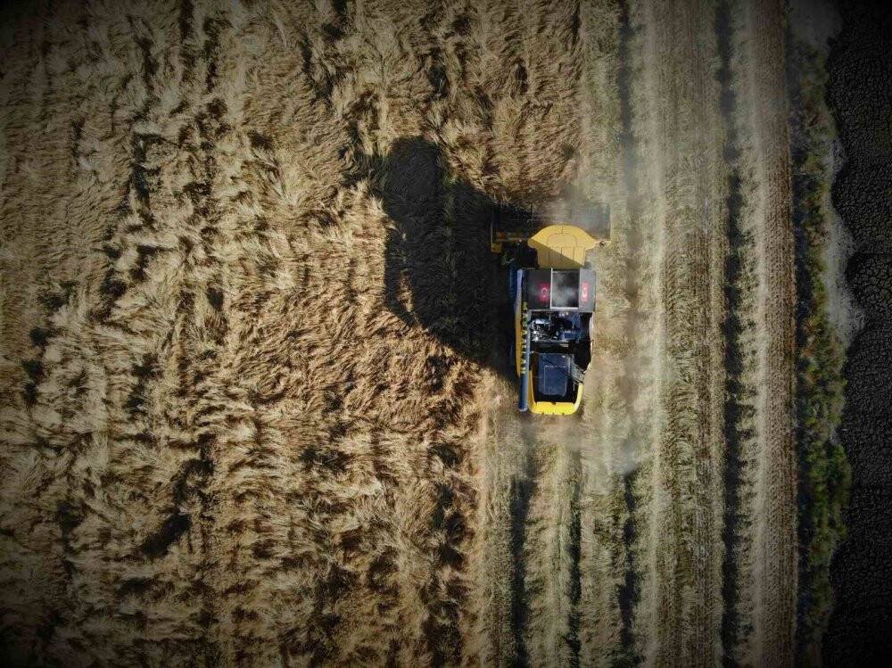 Konyalı uzman uyardı! Hububat hasadında cücelik virüsü ile karşılaşmamak Konyalı çiftçi bunlara dikkat etmeli