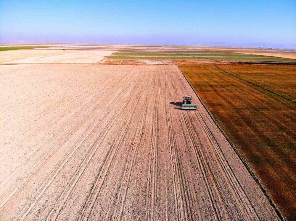 Konyalı uzman uyardı! Hububat hasadında cücelik virüsü ile karşılaşmamak Konyalı çiftçi bunlara dikkat etmeli