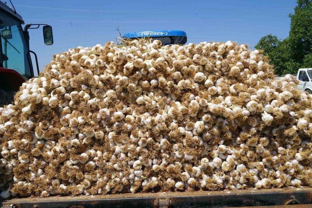 AB tescilli üründe yaşanan verim kaybı üreticisini üzdü