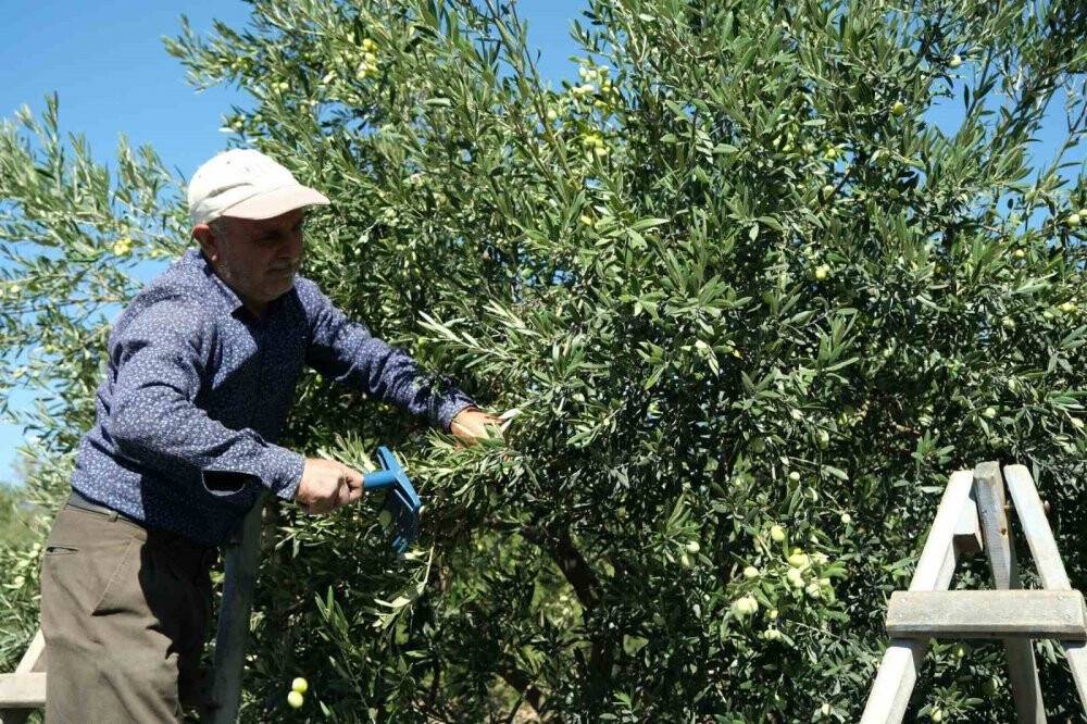 Sofralık Zeytin Fiyatları Yükseliyor: Çiftçiler Memnun, Tüketiciler endişeli