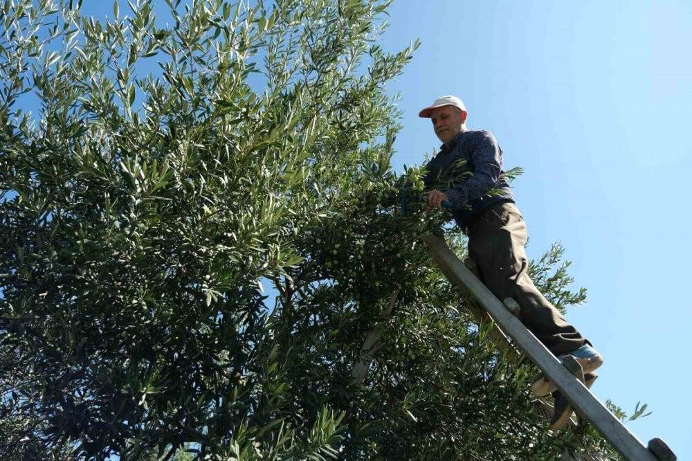 Sofralık Zeytin Fiyatları Yükseliyor: Çiftçiler Memnun, Tüketiciler endişeli