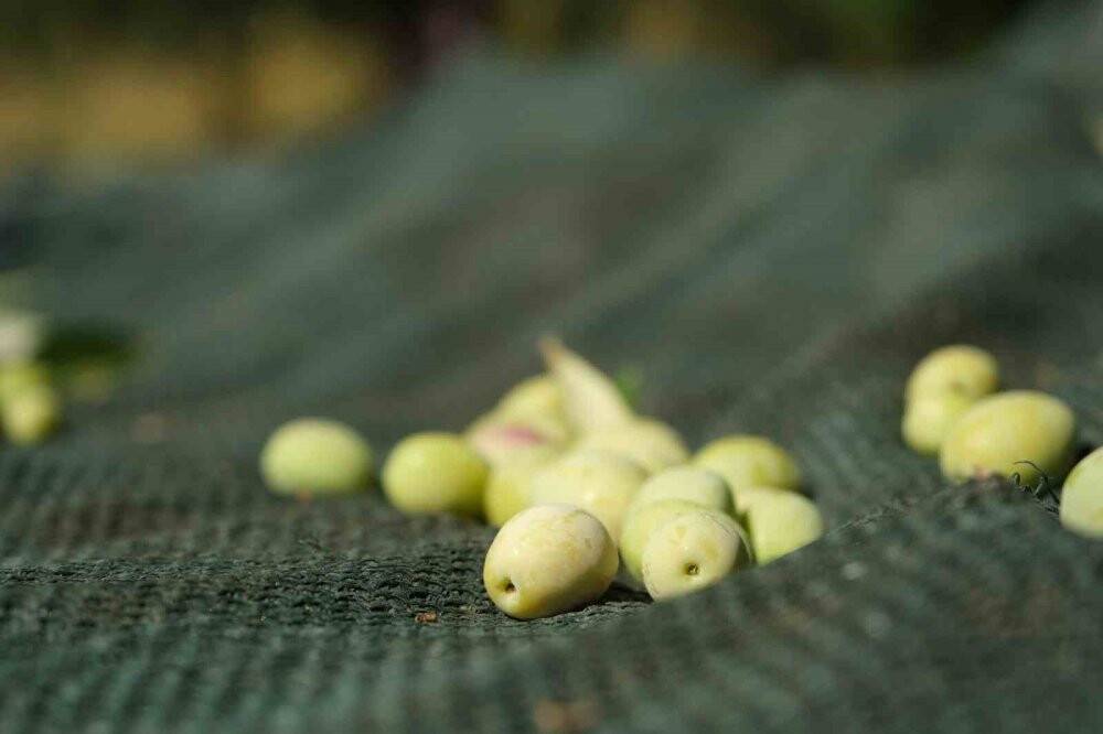 Sofralık Zeytin Fiyatları Yükseliyor: Çiftçiler Memnun, Tüketiciler endişeli