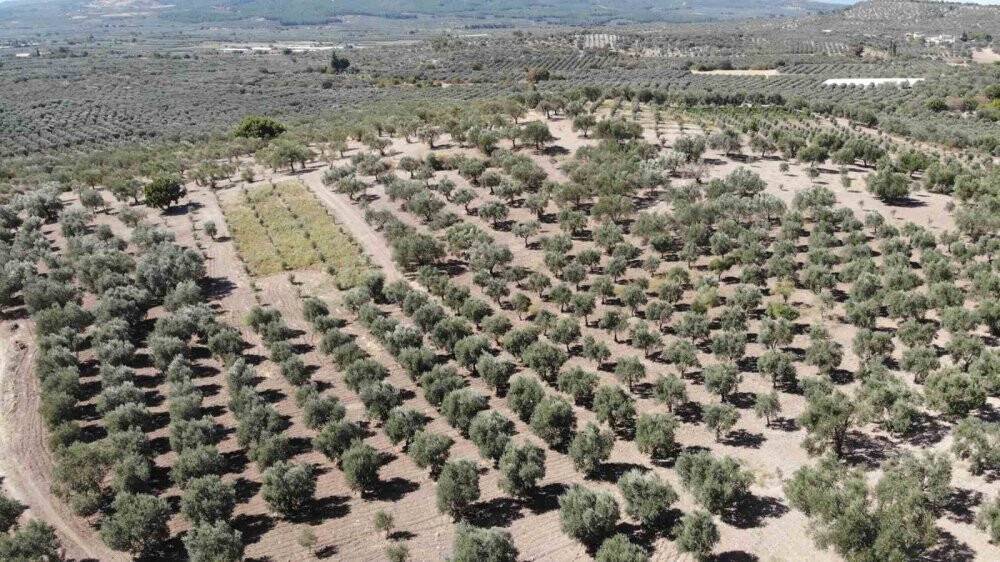 Sofralık Zeytin Fiyatları Yükseliyor: Çiftçiler Memnun, Tüketiciler endişeli