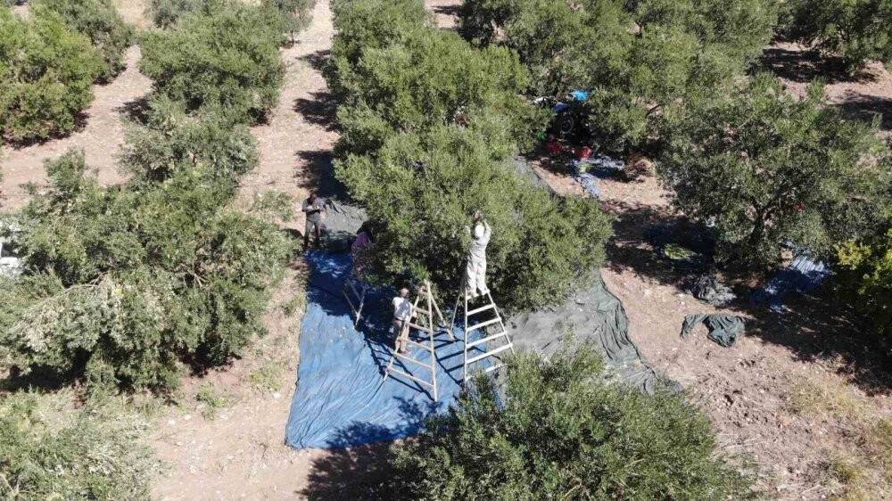 Sofralık Zeytin Fiyatları Yükseliyor: Çiftçiler Memnun, Tüketiciler endişeli
